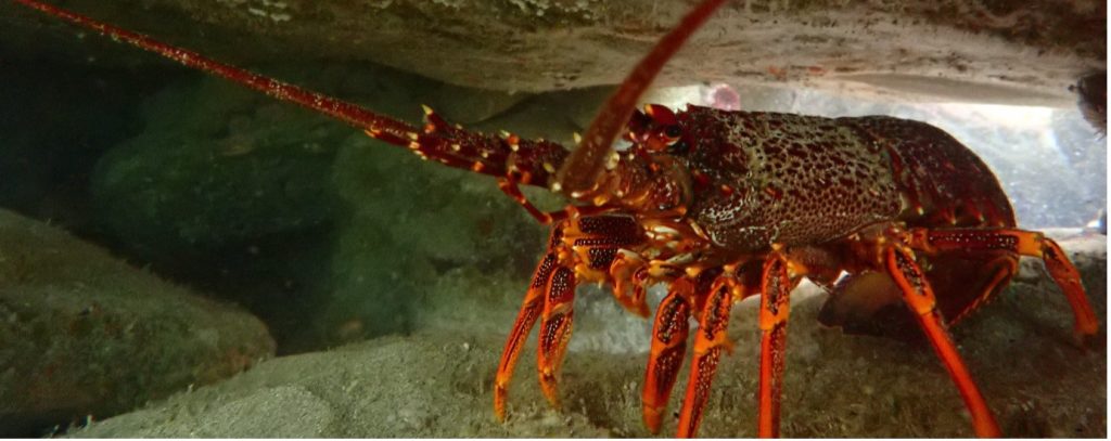 Southern Rock Lobsters: A Keystone Species at Risk in Victoria’s Marine Protected Areas? Southern Rock Lobster