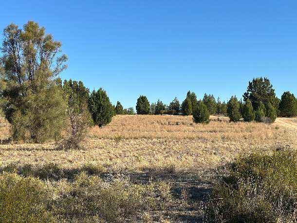 pine scrub grassland - Pine Plains, Wyperfeld National Park