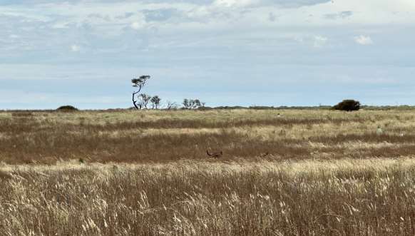 Grassland - Pine Plains, Wyperfeld National Park