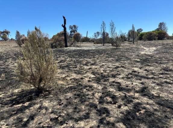 Burnt ground - Pine Plains, Wyperfeld National Park