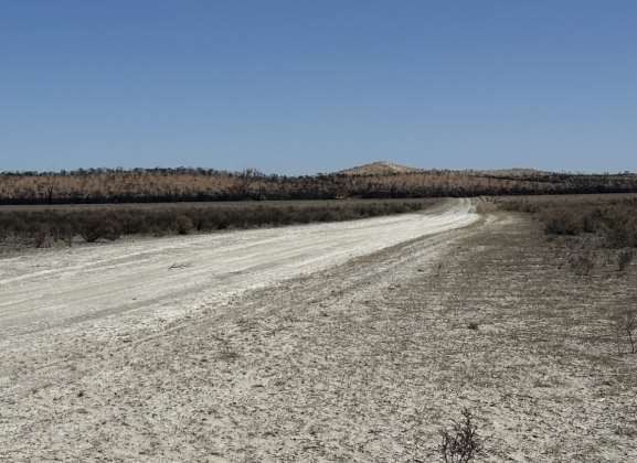 Burnt ground - Pine Plains, Wyperfeld National Park